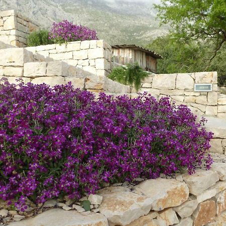 Kuca Za Odmor Viola Villa Živogošće Exterior foto